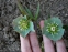 Чемерник червонуватий (Helleborus purpurascens) - 4