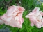 Півонія "Фейсфул Дрім" (Paeonia "Faithful Dream") - 6
