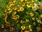 Геленіум "Віндлей" (Helenium "Wyndley" (Sneezeweed)) - 2