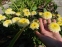 Королиця "Луна" (Leucanthemum x superbum "Luna") - 1