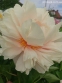 Півонія "Хізер" (Paeonia "Heather") - 2