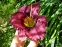 Лілійник "Форготтен Дрімс" (Hemerocallis "Forgotten Dreams") - 3