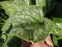 Бруннера великолиста "Ленгтріз" (Brunnera macrophylla "Langtrees") - 1