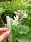 Хоста "Спілт Мілк" (Hosta "Spilt Milk") - 7