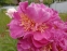 Півонія "Фезе Топ" (Paeonia "Feather Top") - 4