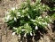 Пенстемон жорстковолосистий підвид карликовий, білоквіткова форма (Penstemon hirsutus f. albiflorus) - 4