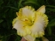 Лілійник "Фест Найт" (Hemerocallis "First Knight") - 5