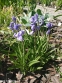 Гіацинтоід іспанський "Блю" (Hyacinthoides hispanica "Blue") - 1