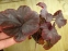Гейхера "Обсідіан" (Heuchera "Obsidian") - 1