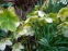 Чемерник нігеркорс "Снов Лав" (Helleborus × nigercors "Snow Love") - 1
