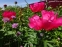 Півонія "Флейм" (Paeonia "Flame") - 6