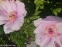 Півонія "Лавендер" (Paeonia "Lavender") - 4