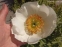 Півонія "Айворі Вайт Сосер" (Paeonia "Ivory White Saucer") - 3