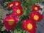 Півонія "Скарлет  О'Хара" (Paeonia "Scarlet O'Hara") - 1