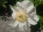 Півонія "Блашінг Прінцесс" (Paeonia "Blushing Princess") - 9