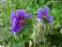 Герань чудова "Роземор" (Geranium x magnificum "Rosemoor") - 1