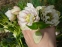 Чемерник гібридний "Харвінгтон Дабл Вайт Спеклед" (Helleborus x hybridus "Harvington Double White Speckled") - 1