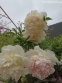 Півонія "Расберрі Сандей" (Paeonia "Raspberry Sundae") - 6