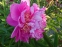 Півонія "Фезе Топ" (Paeonia "Feather Top") - 12