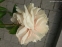 Півонія "Хізер" (Paeonia "Heather") - 1