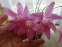 Зефірантес кілеватий (Zephyranthes carinata Herb.) - 2