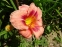 Лілійник "Джаст май Сайз" (Hemerocallis "Just my Size") - 3