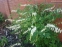 Лампрокапнос чудовий "Альба" (Lamprocapnos spectabilis "Alba") - Діцентра чудова "Альба" - 4