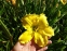 Лілійник "Лемон Електра" (Hemerocallis "Lemon Electra") - 4