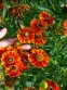 Геленіум "Флеммендес Кетчен" (Helenium "Flammendes Katchen") - 1
