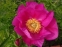 Півонія "Хонор" (Paeonia "Honor") - 10