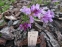 Пенстемон кущовий різновид Скулера (Penstemon fruticosus var. scouleri) - 4