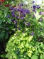 Орлики звичайні "Лепрекон Голд" (Aquilegia vulgaris "Leprechaun Gold") - 2