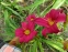 Лілійник "Літл Вайн Кап" (Hemerocallis "Little Wine Cup") - 2