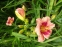 Лілійник "Джаст май Сайз" (Hemerocallis "Just my Size") - 2
