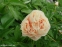 Півонія "КімСю" (Paeonia "KimSue") - 5