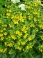 Вербозілля крапчасте (Lysimachia punctata) - 1