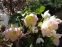Чемерник чорний "Максіма" (Helleborus niger "Maxima") - 5