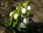 Білоцвіт весняний (Leucojum vernum) - 2