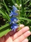 Пенстемон альпійський (Penstemon alpinus Ton.) - 4