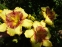 Лілійник "Венеціанське Барокко" (Hemerocallis "Venetian Baroque") - 3