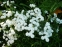 Деревій птармика "Те Перл" (Achillea ptarmica "The Pearl") - 2