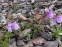 Пенстемон кущовий різновид Скулера (Penstemon fruticosus var. scouleri) - 5