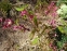 Горянка червона (Epimedium x rubrum) - 2