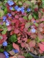 Цератостигма плюмбагоподібна (Ceratostigma plumbaginoides) - 7