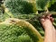 Хоста "Норзен Експоуже" (Hosta "Northern Exposure") - 11