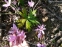 Пізньоцвіт осінній (Colchicum autumnale) - 2