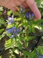 Тирлич хрещатий "Блю Кросс" (Gentiana cruciata "Blue Cross") - 2