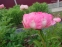 Півонія "Тропікана" (Paeonia "Tropicana") - 2