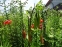 Лілія леопардова (Lilium pardalinum) - 4