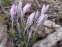 Крокус Томмазіні "Росеус" (Crocus tommasinianus "Roseus") - 3